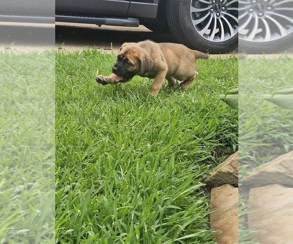 Medium Photo #4 Cane Corso Puppy For Sale in HOUSTON, TX, USA