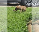 Small #3 Cane Corso