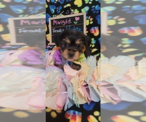 Medium Photo #21 Yorkshire Terrier Puppy For Sale in AKRON, OH, USA