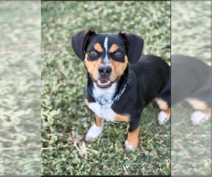 Dachshund-Unknown Mix Dogs for adoption in Cranston, RI, USA