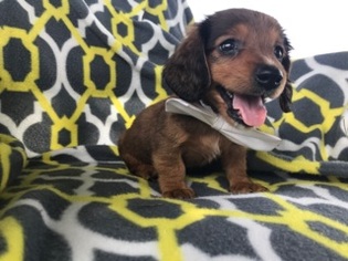 Dachshund Puppy for sale in QUARRYVILLE, PA, USA