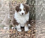 Small Photo #12 Miniature Australian Shepherd Puppy For Sale in ANTHONY, FL, USA