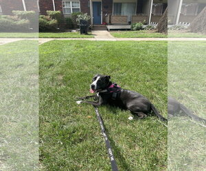 Preston - Male Mutt Dog for Adoption - Photo #4