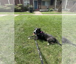 Small Photo #4 Mutt Puppy For Sale in Oakhurst, NJ, USA