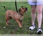 Small #1 Bulldog Mix