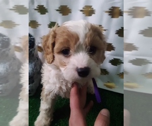 Cavachon Puppy for sale in SCOTTVILLE, MI, USA