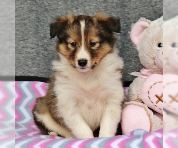 Medium Photo #4 Shetland Sheepdog Puppy For Sale in HONEY BROOK, PA, USA
