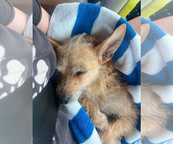 Medium Photo #4 Australian Terrier-Chihuahua Mix Puppy For Sale in San Francisco, CA, USA