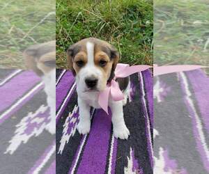 Beagle Puppy for sale in CHARLESTON, OR, USA