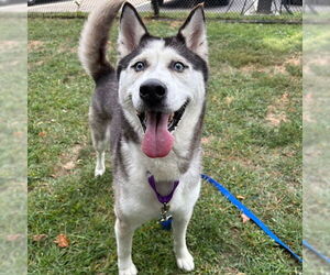 Siberian Husky-Unknown Mix Dogs for adoption in Boston, MA, USA