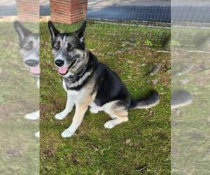 Huskies -Unknown Mix Dogs for adoption in Spring Lake, NJ, USA