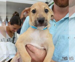 Mutt Dogs for adoption in Washington, DC, USA