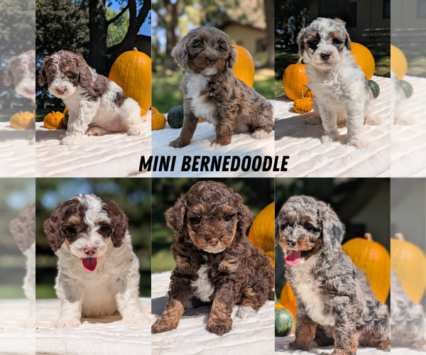 Medium Photo #62 Miniature Bernedoodle Puppy For Sale in GOSHEN, IN, USA