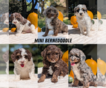 Small Photo #62 Miniature Bernedoodle Puppy For Sale in GOSHEN, IN, USA