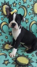 Boston Terrier Puppy for sale in LANCASTER, PA, USA