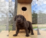 Small #1 Labrador Retriever