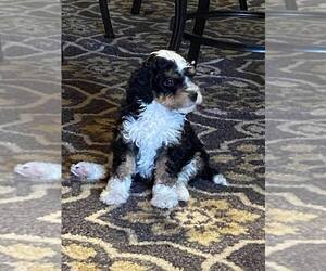Bernedoodle (Miniature) Puppy for sale in LONGMONT, CO, USA