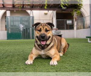 Labrador Retriever Dogs for adoption in Pasadena, CA, USA