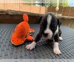 Small Photo #1 Boxer Puppy For Sale in PLANO, TX, USA