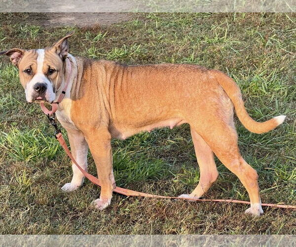 Medium Photo #3 Mutt Puppy For Sale in Millersville, MD, USA