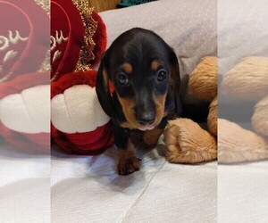 Dachshund Litter for sale in ELLIJAY, GA, USA