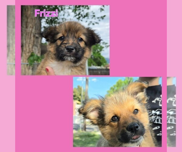 Medium Photo #4 Cairn Terrier-Unknown Mix Puppy For Sale in Sandy, UT, USA