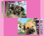 Small #3 Cairn Terrier Mix