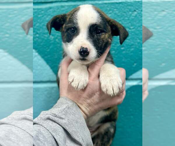 Medium Photo #2 Boxador Puppy For Sale in SHERBURNE, NY, USA