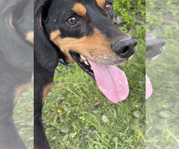 Medium Photo #10 Mutt Puppy For Sale in Elmsford, NY, USA