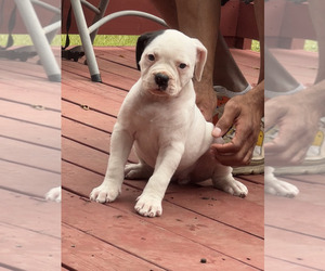 American Bulldog Puppy for sale in DUNCANVILLE, TX, USA