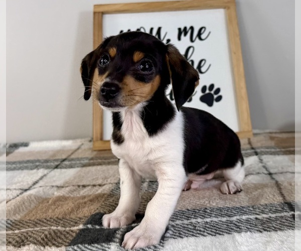 Medium Photo #3 Dachshund Puppy For Sale in GREENFIELD, IN, USA