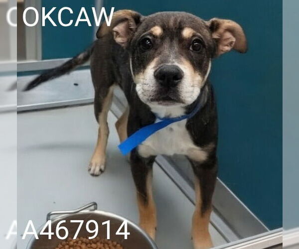 Medium Photo #1 Mutt Puppy For Sale in Oklahoma City, OK, USA