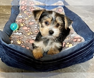 Yorkshire Terrier Puppy for sale in EUSTIS, FL, USA