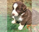 Small #2 Australian Shepherd
