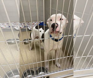 Dogo Argentino-Unknown Mix Dogs for adoption in Virginia Beach, VA, USA