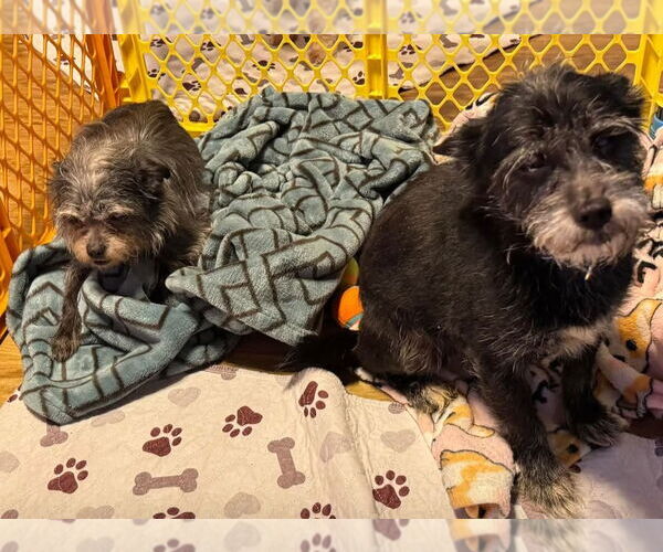 Medium Photo #2 Mutt Puppy For Sale in Lexington Park, MD, USA