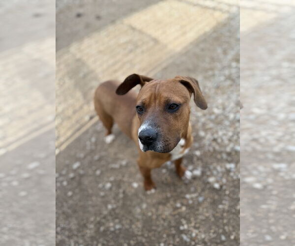 Medium Photo #5 American Pit Bull Terrier-Labrador Retriever Mix Puppy For Sale in Corning, AR, USA