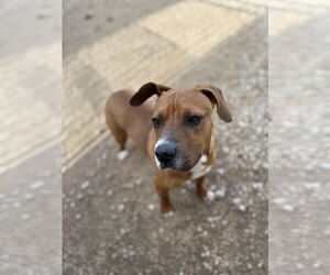 AJ - Male American Pit Bull Terrier-Labrador Retriever Mix Dog for Adoption - Photo #5