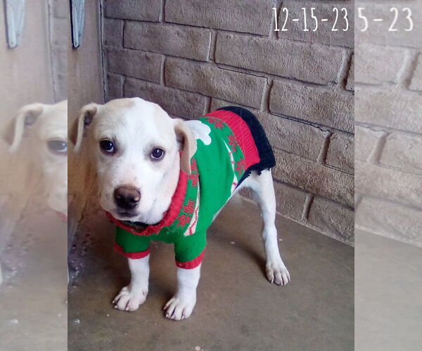 Medium Photo #19 Labrador Retriever-Unknown Mix Puppy For Sale in Apple Valley, CA, USA