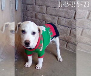 Jingles-his BFF is Baby Girl - Male Labrador Retriever-Unknown Mix Dog for Adoption - Photo #19