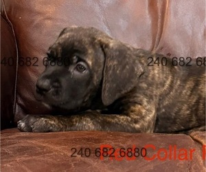 Cane Corso Puppy for sale in LA PLATA, MD, USA