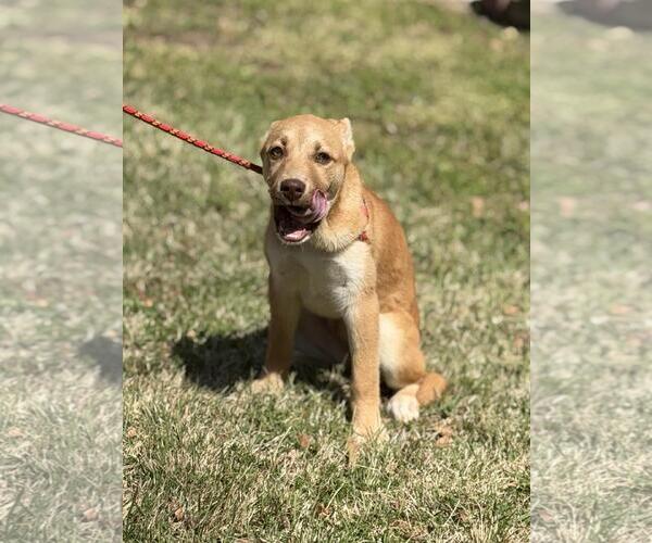 Medium Photo #4 Labrador Retriever-Unknown Mix Puppy For Sale in Yardley, PA, USA