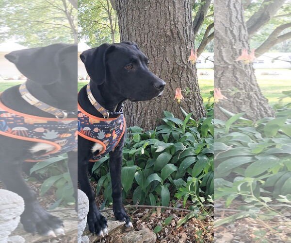 Medium Photo #2 Labrador Retriever-Unknown Mix Puppy For Sale in Princeton, MN, USA