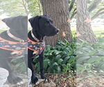 Small #1 Labrador Retriever Mix