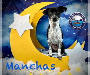 Mutt Dogs for adoption in Arcadia, FL, USA