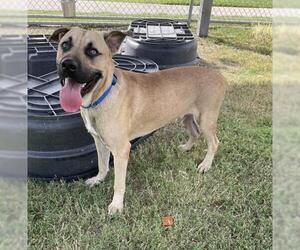 German Shepherd Dog-Unknown Mix Dogs for adoption in Corpus Christi, TX, USA