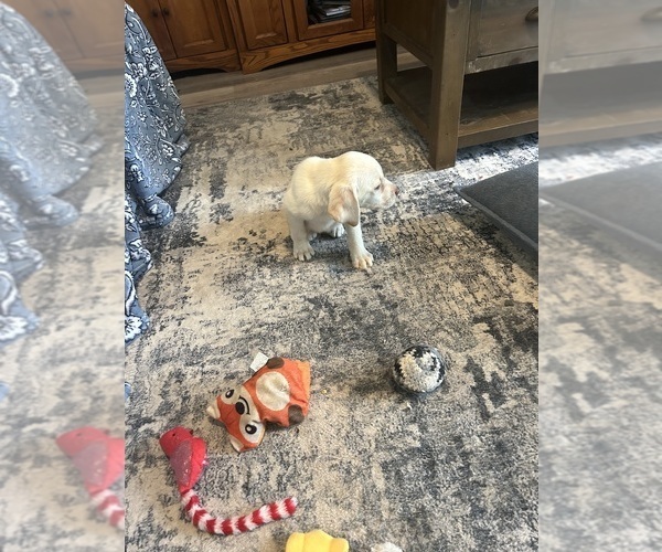 Medium Photo #5 Labrador Retriever Puppy For Sale in OCALA, FL, USA