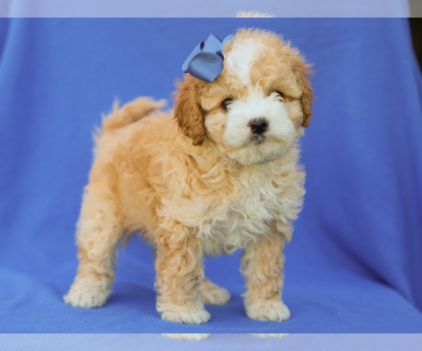 Medium Photo #1 Cavapoo (Miniature) Puppy For Sale in LIBERTY, KY, USA