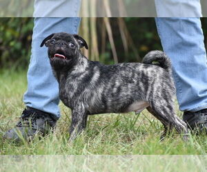 Pug Puppy for Sale in PALM COAST, Florida USA