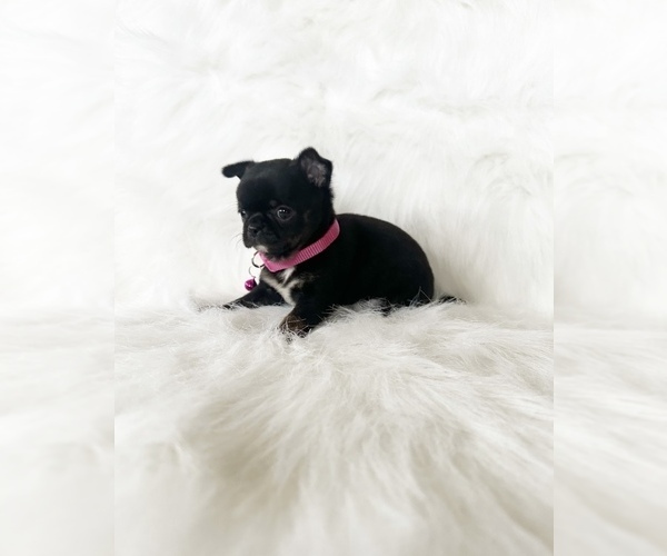 Medium Photo #6 Chihuahua Puppy For Sale in SACRAMENTO, CA, USA